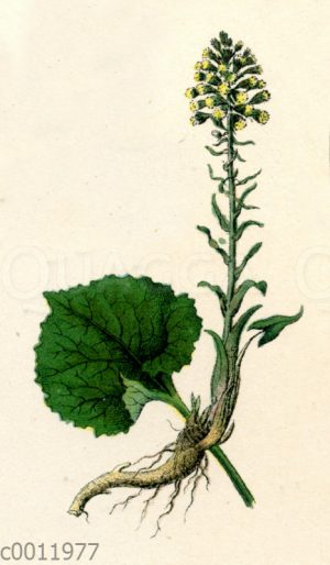 Pestwurz