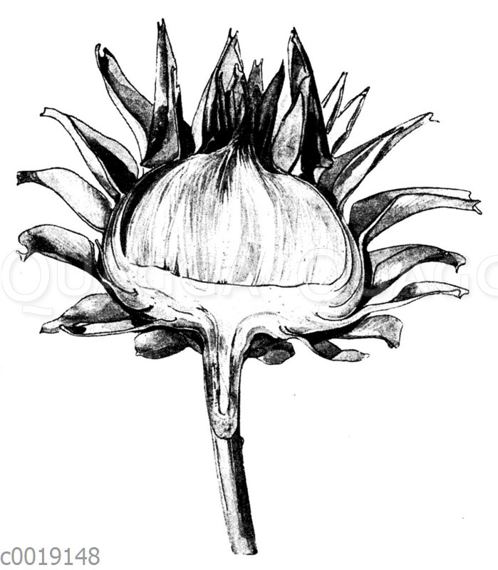 Artischoke