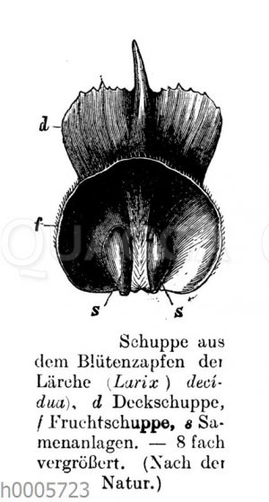 Lärche: Schuppe aus Blütenzapfen