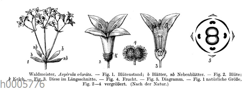 Waldmeister