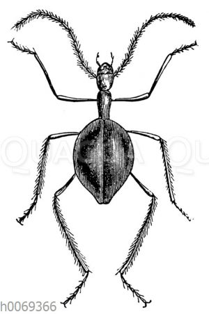 Leptoderus Hohenwarti