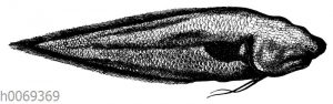 Typhlonus nasus
