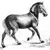 Atavismus: Pferd mit zebraähnlichen Streifen