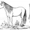 Atavismus: Pferd mit entwickeltem zweiten Huf