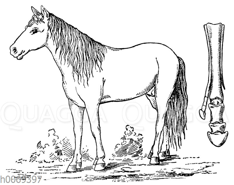 Atavismus: Pferd mit entwickeltem zweiten Huf