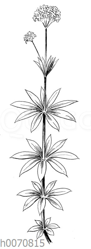 Waldmeister