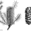 Banksia ericitolia: Blühender Zweig und Fruchtstand