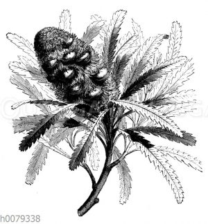 Banksia serrata: Aufspringende Trockenfrüchte