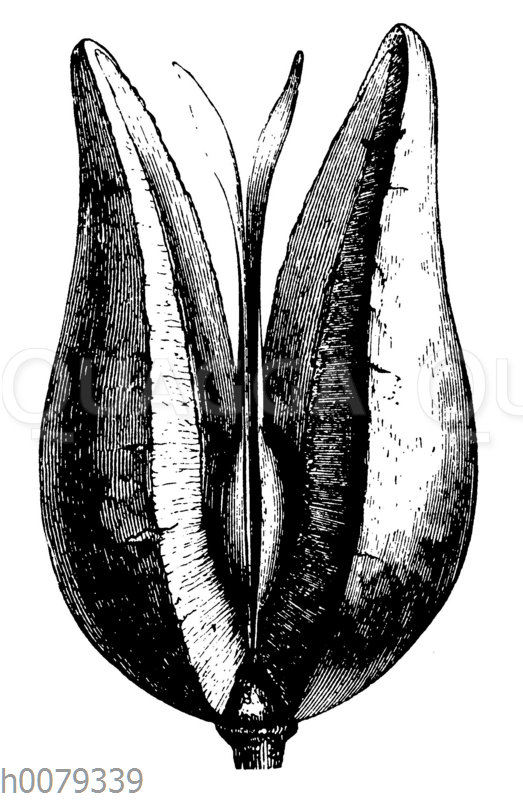 Xyolmelum piriforme: Balgfrucht