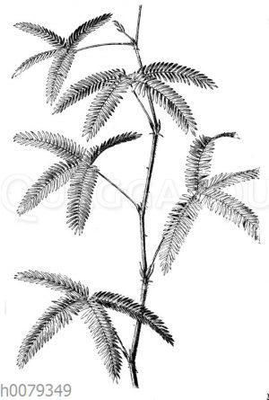 Mimose