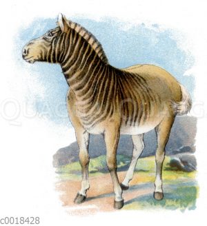 Quagga