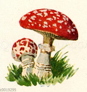 Fliegenpilz