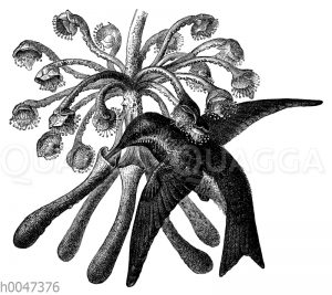 Marcgravia nepenthoides