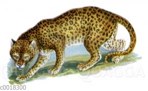 Leopard