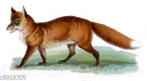 Fuchs