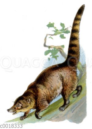 Nasenbär