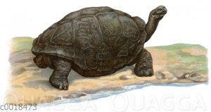 Galapagos-Riesenschildkröte