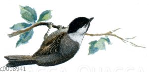 Sumpfmeise oder Nonnenmeise <Poecile palustris>