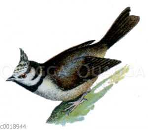 Haubenmeise
