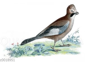 Eichelhäher