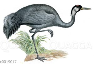 Kranich