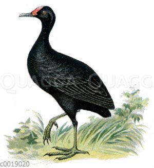 Teichhuhn