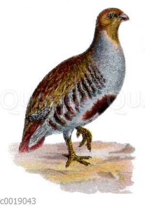 Rebhuhn