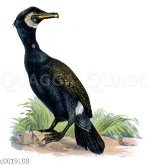 Kormoran