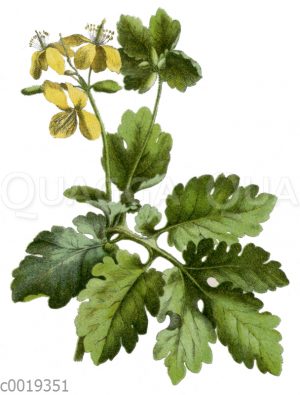 Schöllkraut
