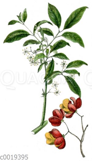 Pfaffenhütchen