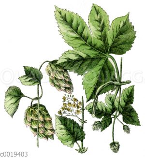 Hopfen