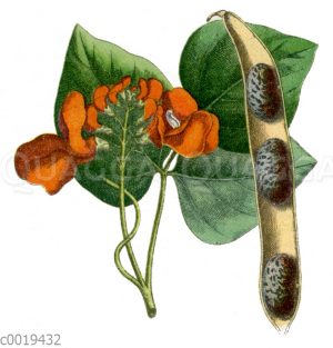Feuerbohne
