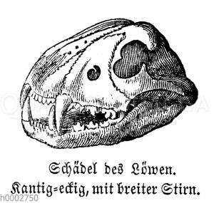 Löwe: Schädel