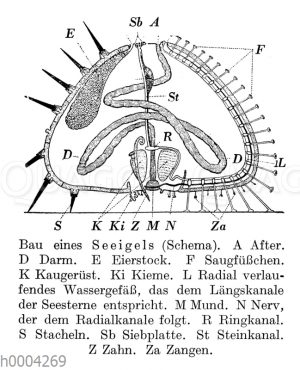 Seeigel: Innere Organe