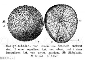 Seeigel: Schalen ohne Stacheln