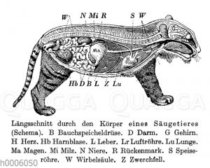 Tiger: Längsschnitt durch den Körper