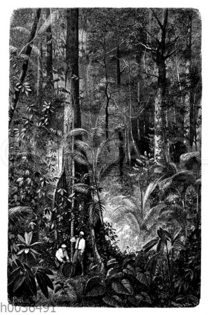 Urwald mit Rotangpalmen auf Ceylon