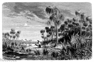 Papyrus-Stauden am oberen Nil