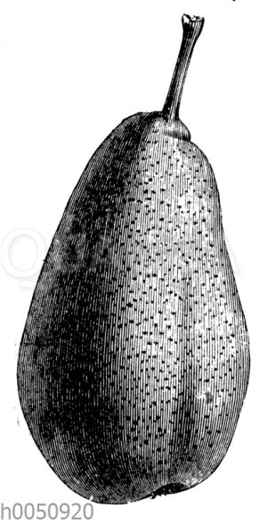Pastorenbirne