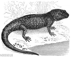 Axolotl