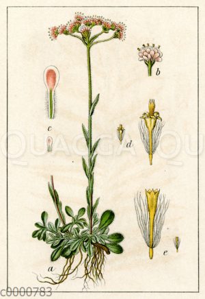 Gemeines Katzenpfötchen