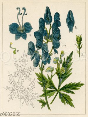 Blauer Eisenhut