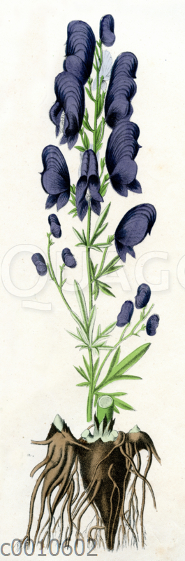 Blauer Eisenhut