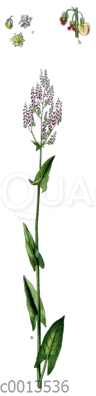 Großer Saumerampfer