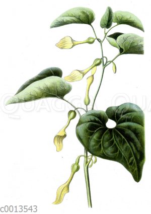 Osterluzei