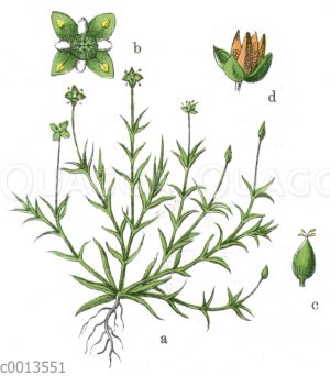 Niederliegendes Mastkraut