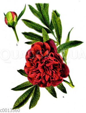 Peoniaceae - Pfingstrosengewächse