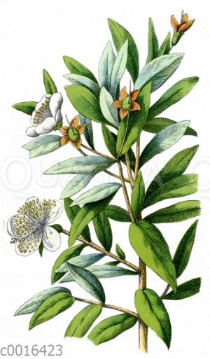 Myrte