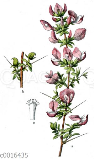 Dornige Hauhechel