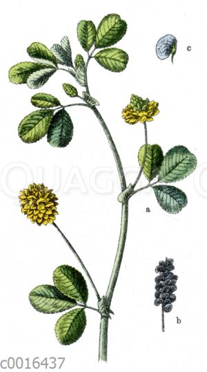 Hopfenklee